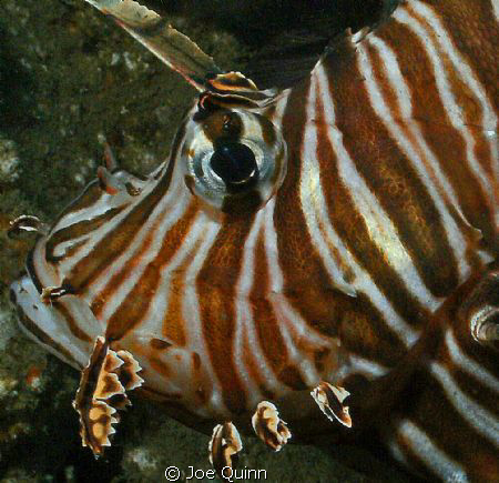 Invasive Lionfish on the SS Hebe off of Myrtle Beach,SC by Joe Quinn 
