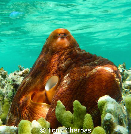 Octopus sunning on coral a foot below the surface. by Tony Cherbas 