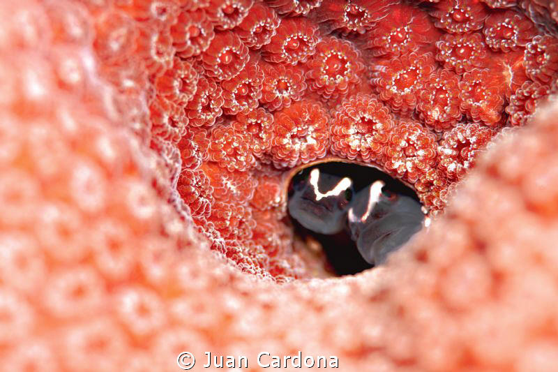 cuple by Juan Cardona 