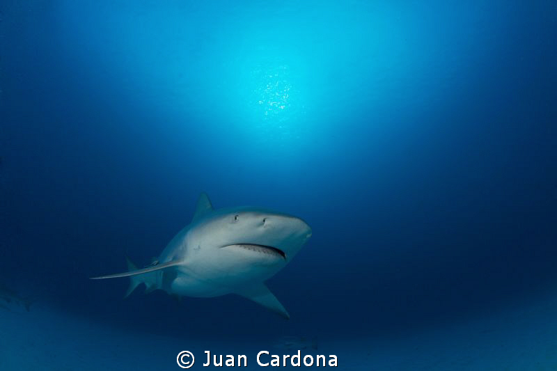 bullshark by Juan Cardona 