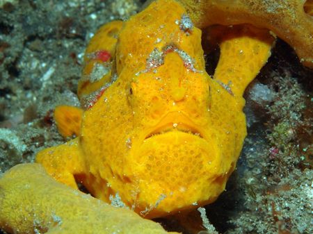 "Yellow is better..." - Yellow Frog Fish in Lembeh strait... by Giulio Arrigucci 