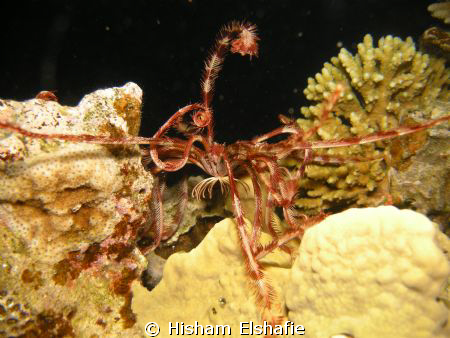 Star fish by Hisham Elshafie 