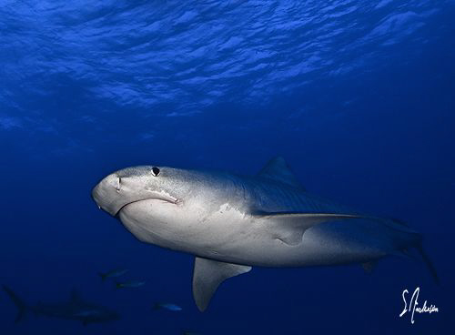 Once this Tiger Shark was comfortable she followed us aro... by Steven Anderson 