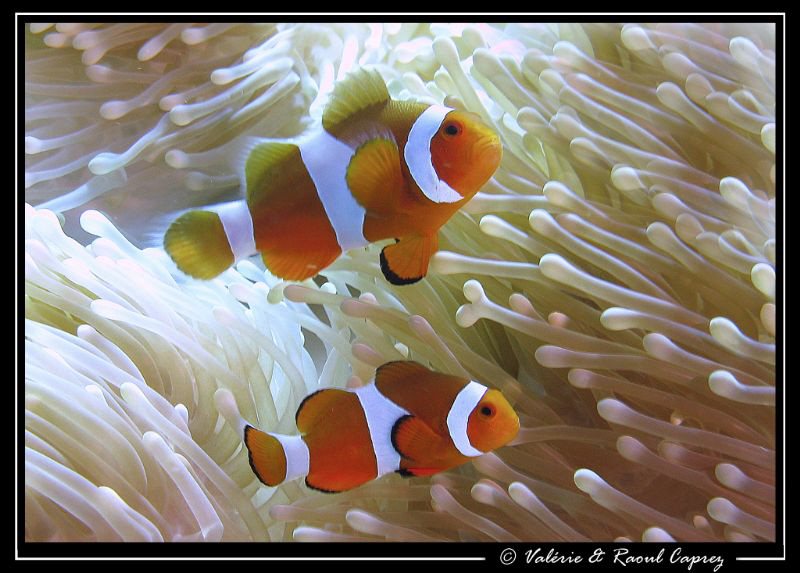 Little couple by Raoul Caprez 