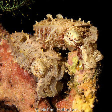 A twofer!! A pair of pygmy cuttlefish, each not much bigg... by Michael Gallagher 