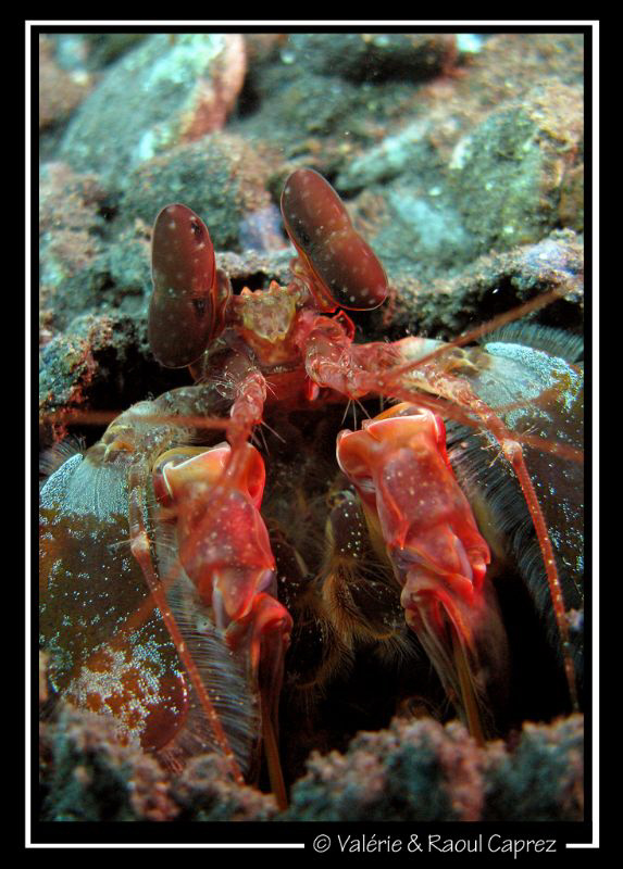 Look into my eyes ... you feel sleepy ... by Raoul Caprez 