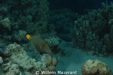 Sweetlips by Willem Mazerant 