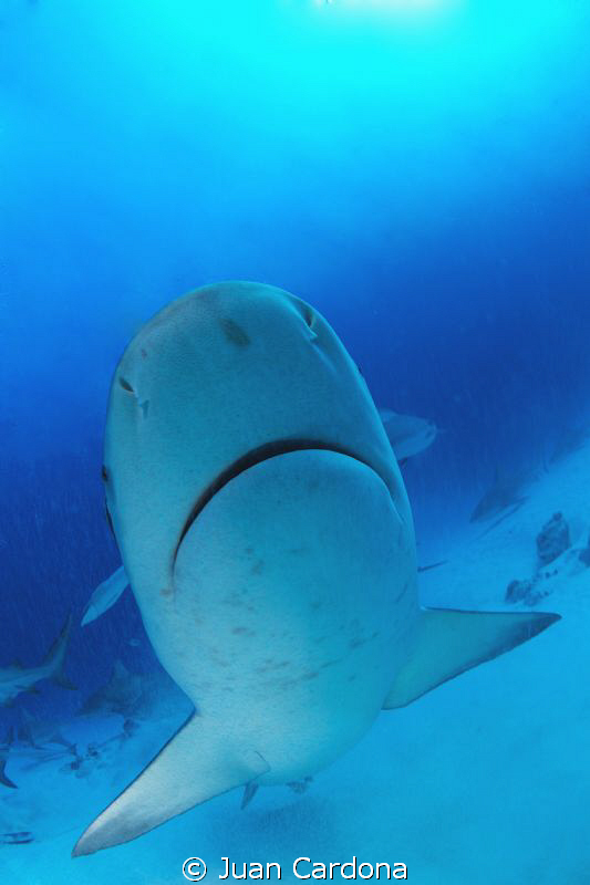 Bull Shark by Juan Cardona 