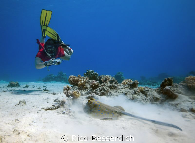 Blue spotted stingray & female freediver with uw camera. ... by Rico Besserdich 