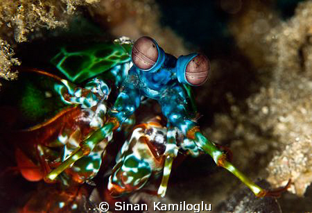 The Champion!
As it's a good boxer, here is my champ..
 by Sinan Kamiloglu 