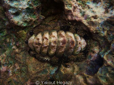 Gain chiton by Yakout Hegazy 