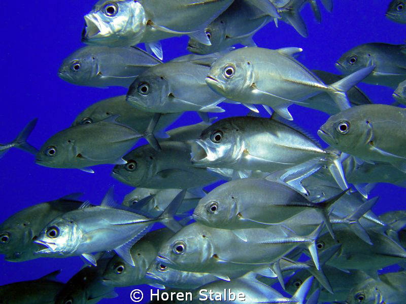 Bigeye trevally. Was taken with Sony Cybershot. by Horen Stalbe 