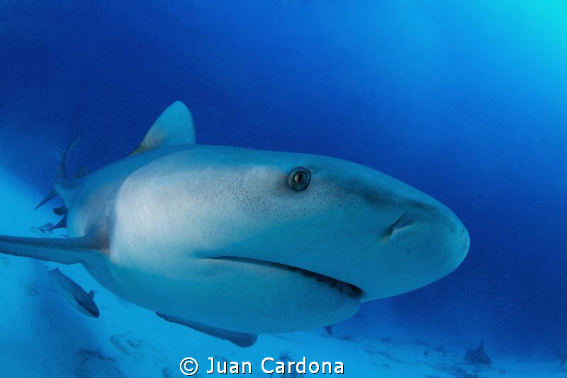 Eye to FishEye? or fisheye to fisheye by Juan Cardona 