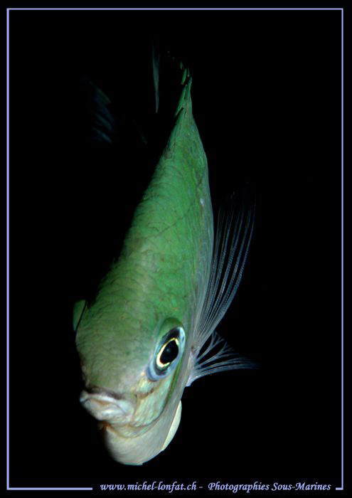 Face to face with this little Damsel Fish... in the Red S... by Michel Lonfat 
