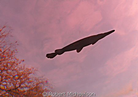 Taken at dawn Aquarena Springs in Texas giving the pink h... by Robert Michaelson 