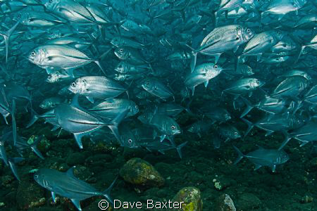 jacks by Dave Baxter 