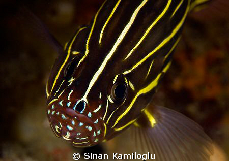 How stupid it looks..! by Sinan Kamiloglu 