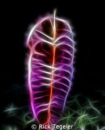 Sea Pen. Enjoy! by Rick Tegeler 