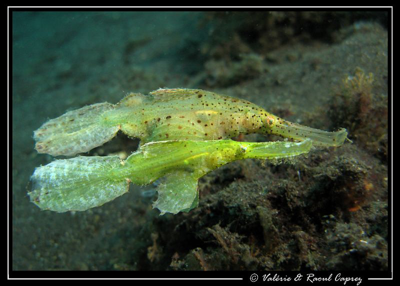 Nice little couple (Solenostomus cyanopterus) by Raoul Caprez 