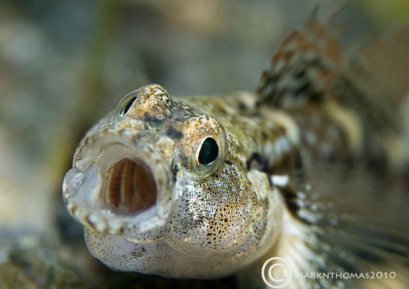 Painted goby.
Connemara, June 2010.
D3 60mm. by Mark Thomas 