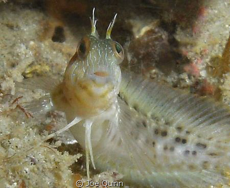 A tiny blenny looking a bit surprised. by Joe Quinn 