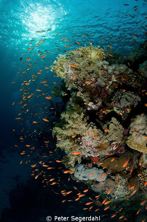 Shark reef and Yolanda
More than just toilets! by Peter Segerdahl 