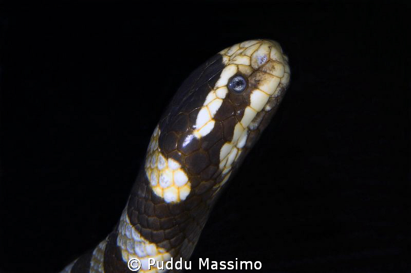 wakatobi,nikon d2x 60mm macro by Puddu Massimo 