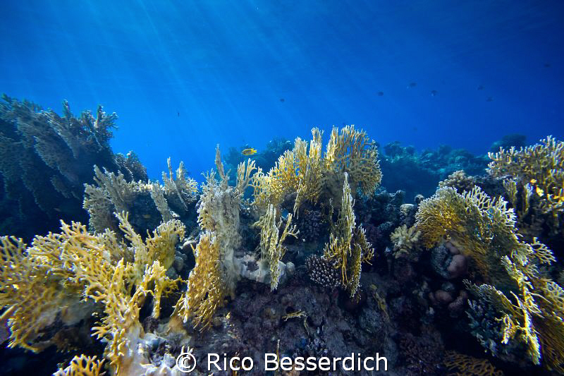 Fire Corals. Natural light only ( using magic filters ). ... by Rico Besserdich 