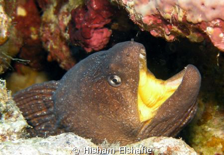 Yellow mouth Moray by Hisham Elshafie 