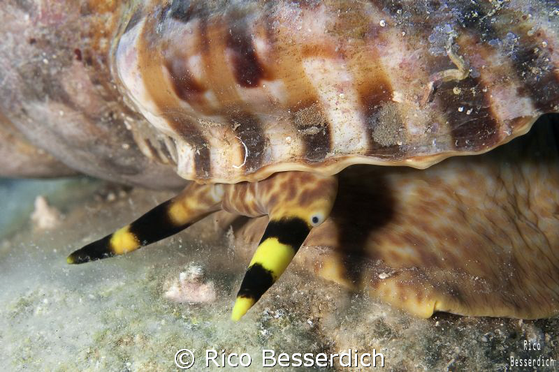 giant triton close-up by Rico Besserdich 