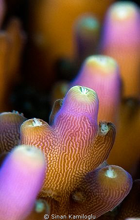 My underwater candles... by Sinan Kamiloglu 
