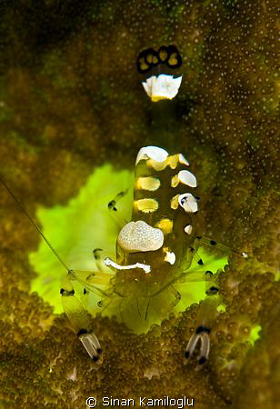 U are so close!!! by Sinan Kamiloglu 