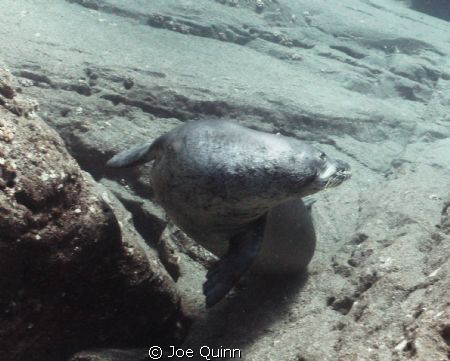 A Monk Seal at Vertical Awareness Nihau,HI by Joe Quinn 