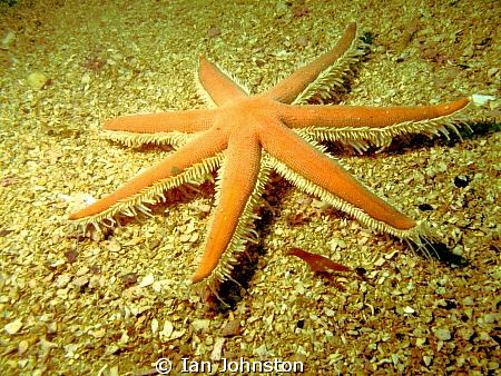 This is a huge Luidia.  Photographed near the "Mannacles"... by Ian Johnston 