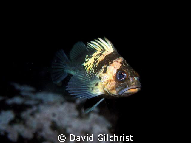 Rockfish, Queen Charlotte Islands by David Gilchrist 