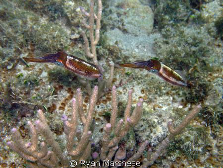 Pair of Caribbean Reef Squid by Ryan Marchese 