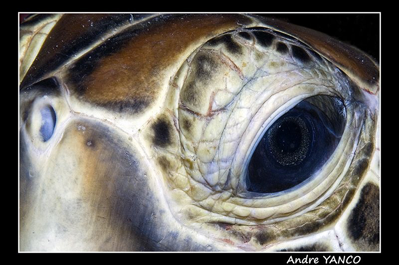 Eye of the beholder :)  I tried to create an unusal look ... by Andre Yanco 