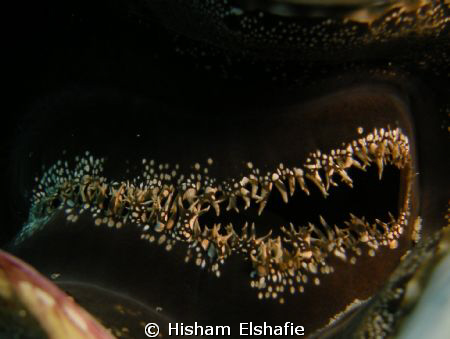 seashells by Hisham Elshafie 