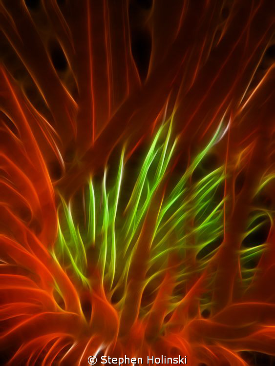 Tube Worm, Photoshopped for fun.  G10 w/ Sea and Sea Stro... by Stephen Holinski 