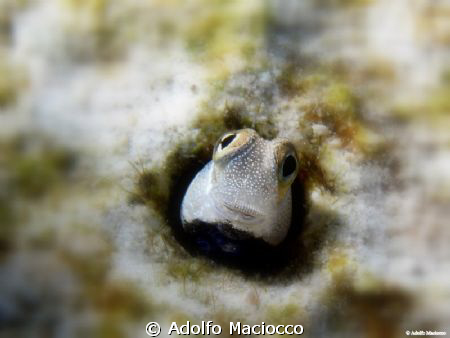 Bluebelly Blenny 
 by Adolfo Maciocco 