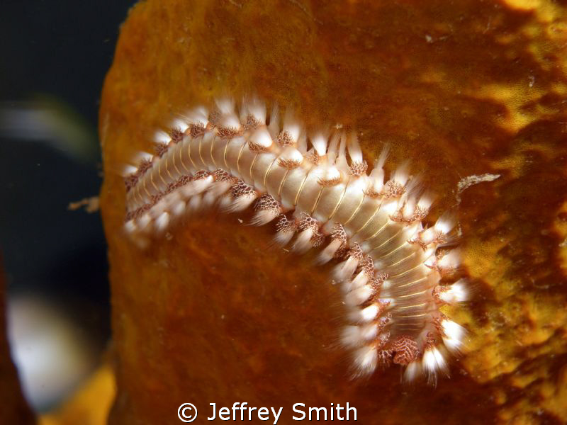 Bristle worm on sponge by Jeffrey Smith 