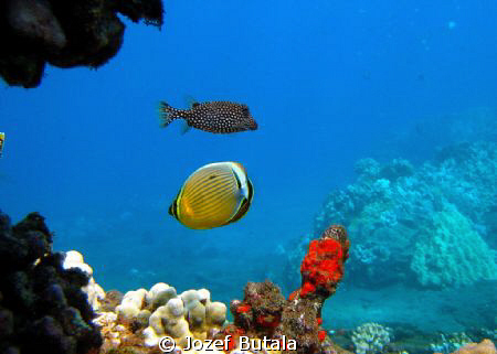 aquarium, La perus bay. by Jozef Butala 