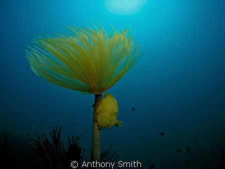 .... by Anthony Smith 