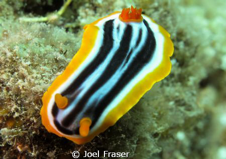 Unsure of the species. taken at the Montebello Islands.
... by Joel Fraser 