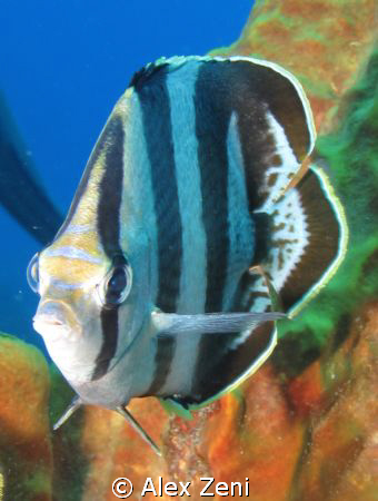 Butterfly fish by Alex Zeni 