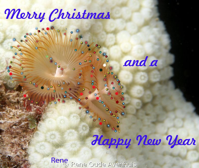 Merry Christmas and a Happy New Year by Rene Oude Avenhuis 