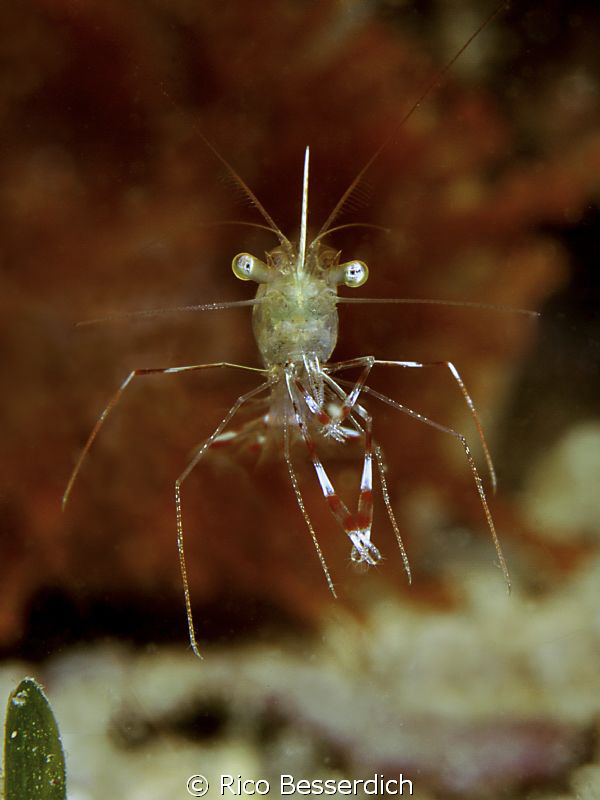 This small cavecleaner shrimp was only 1,5 cm small...so ... by Rico Besserdich 