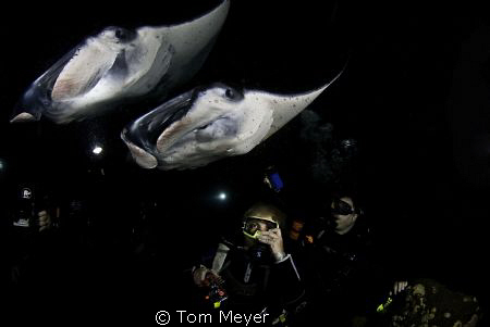 Garden Eel Cove by Tom Meyer 
