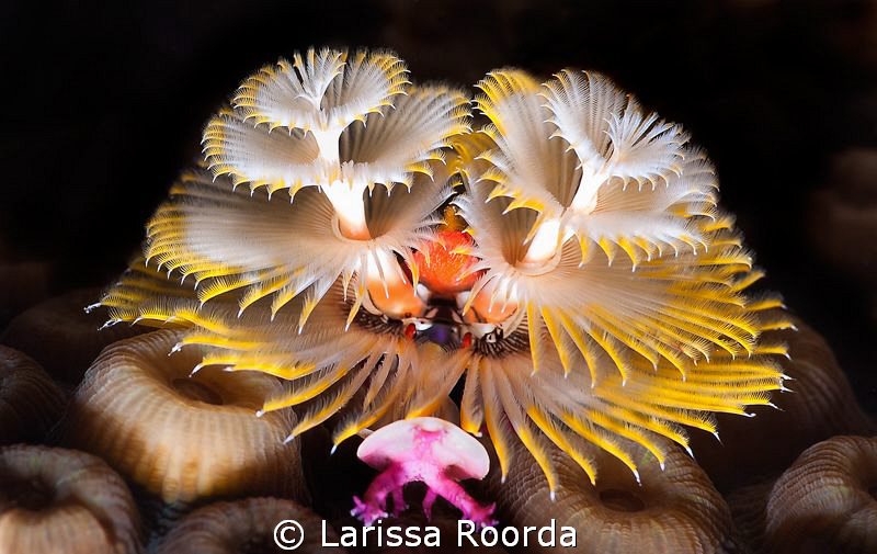 Happy Holidays!
I didn't notice the little crab hanging ... by Larissa Roorda 