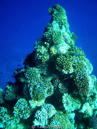Tabel coral by Yakout Hegazy 